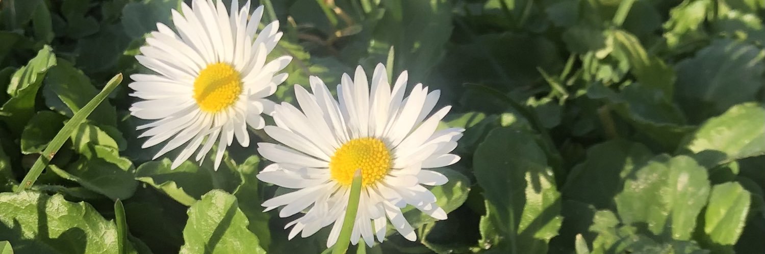 ozlemsari71's profile banner image