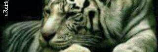 Gibran14102017's profile banner image