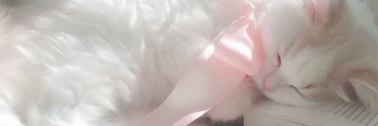 🐰 banner
