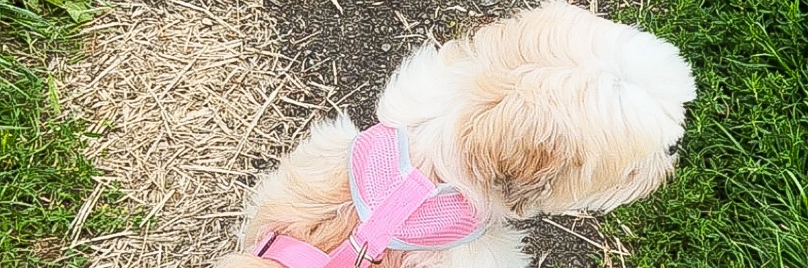 chloe banner