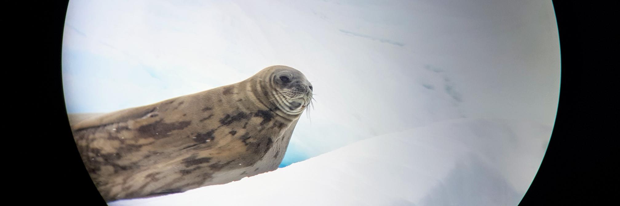 Daisy H (PhD) banner