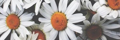 Lily D banner