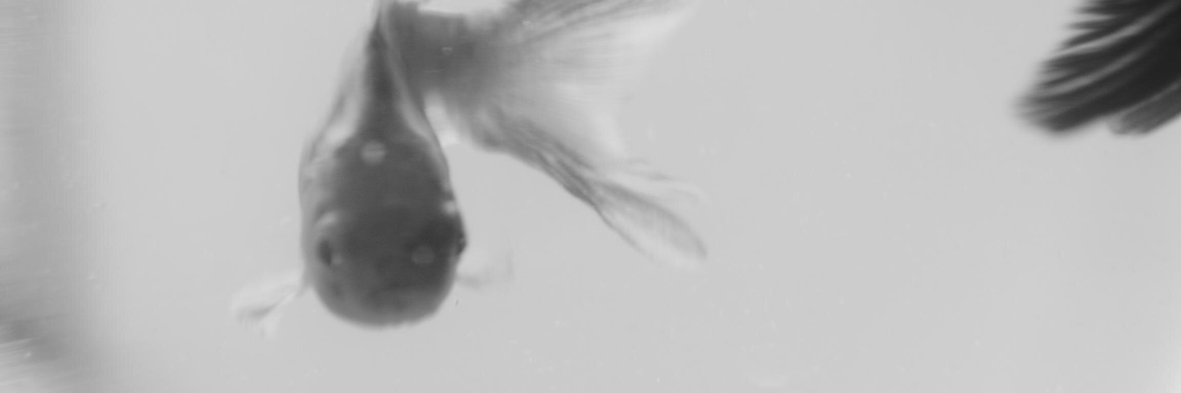 gormoti's profile banner image