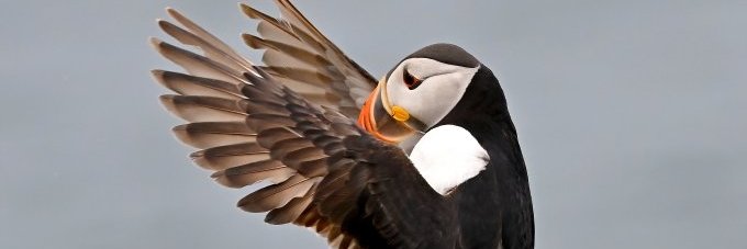 CSM OBE Horst Pfaff banner