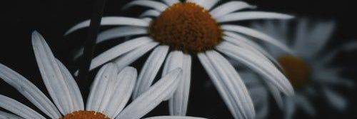 Suzien banner