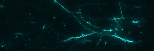 mariajoseoc2 Profile Banner