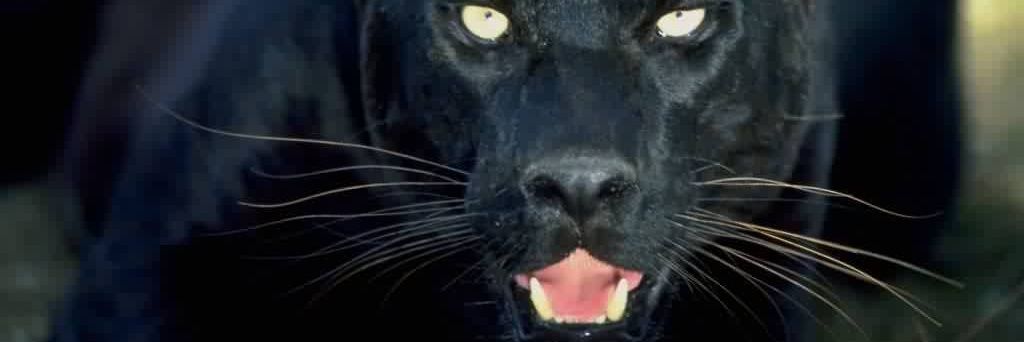🚀🚀Black Panther🚀🚀 banner