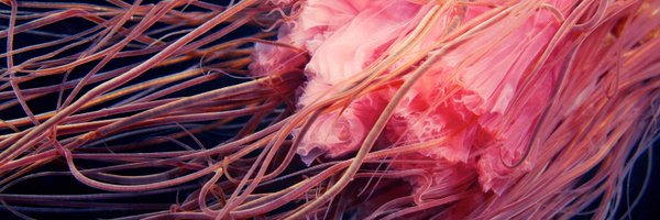 Alex_Aquatilis Profile Banner