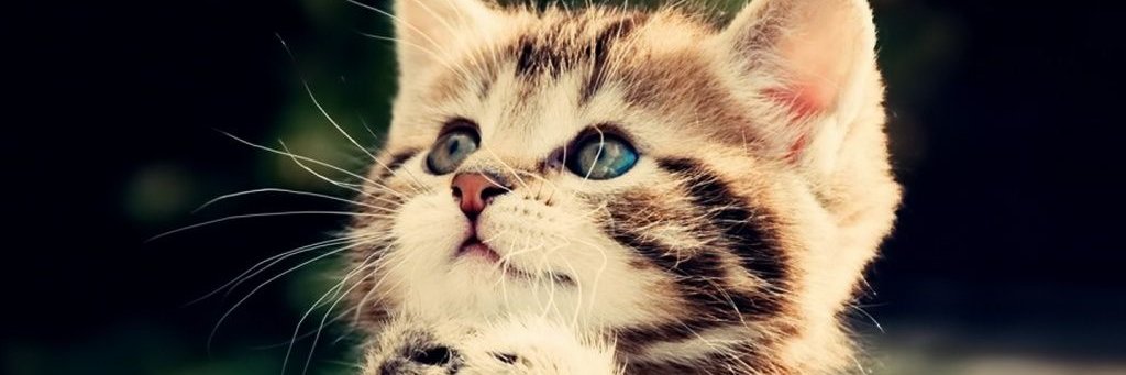 CatChamp71's profile banner image