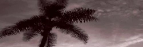 SUNDAY PALMZ 🎨(NFT COLLECTION) banner