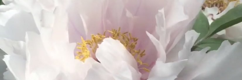 Heather @HeatherFerris@Mastodon.Social 🇺🇦🇺🇸 banner
