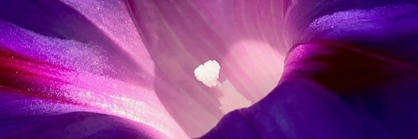 Aoife_Bee_ Profile Banner