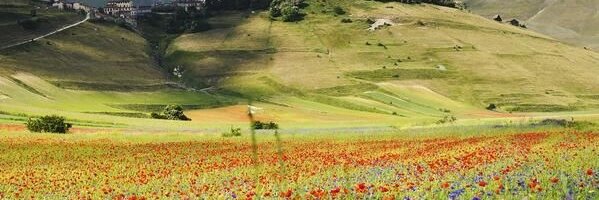 Mariposas y Bonsáis banner