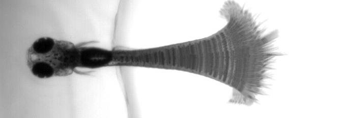 Julie Semmelhack banner