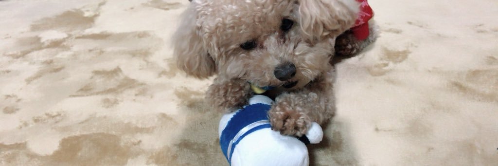 yyy___b8's profile banner image