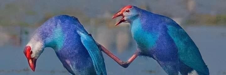 Aves y más banner