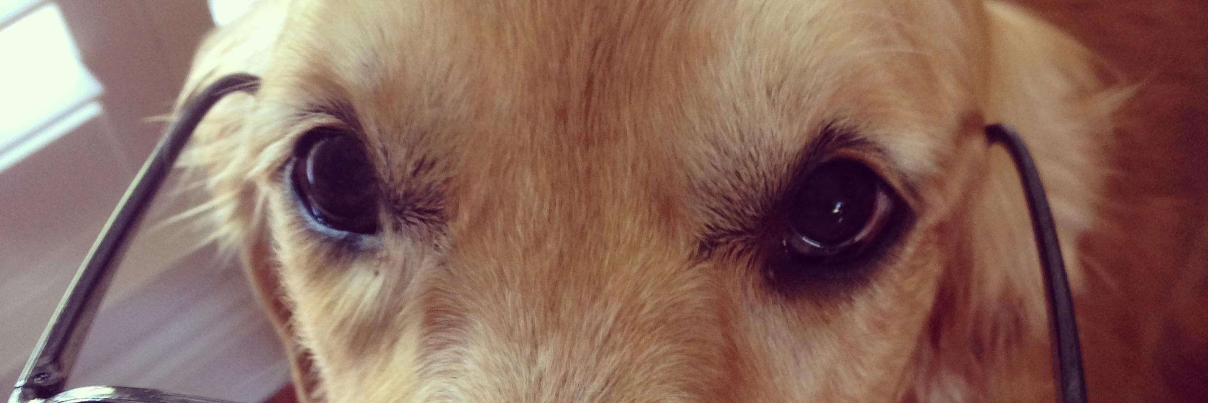 Kelly Starling banner