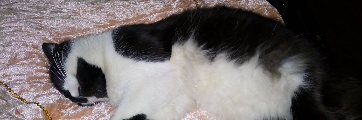 maddy😾 banner