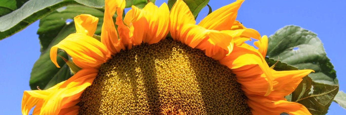 SmandersonSusan's profile banner image