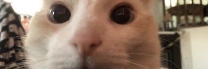 Not at All 🍤☕🇵🇸 banner