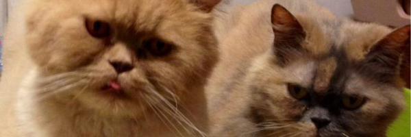 MXoseR Profile Banner