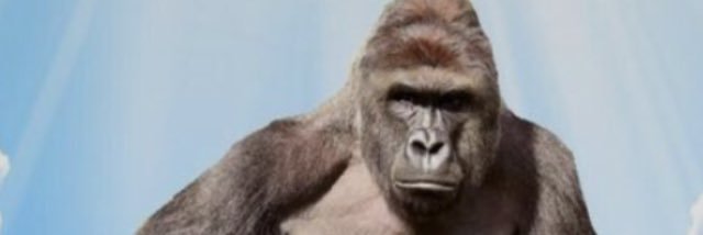 RswagRicky's profile banner image