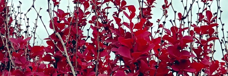 srcchantel's profile banner image