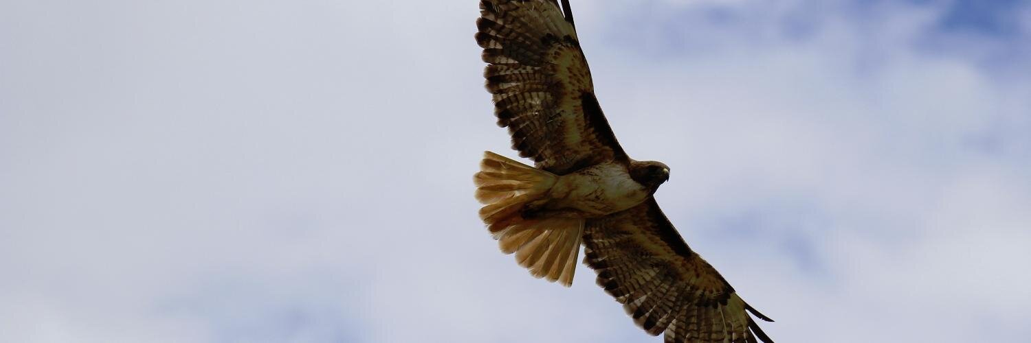 Sean Saulsbury banner