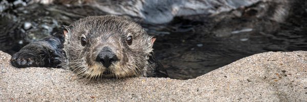 MontereyAq Profile Banner