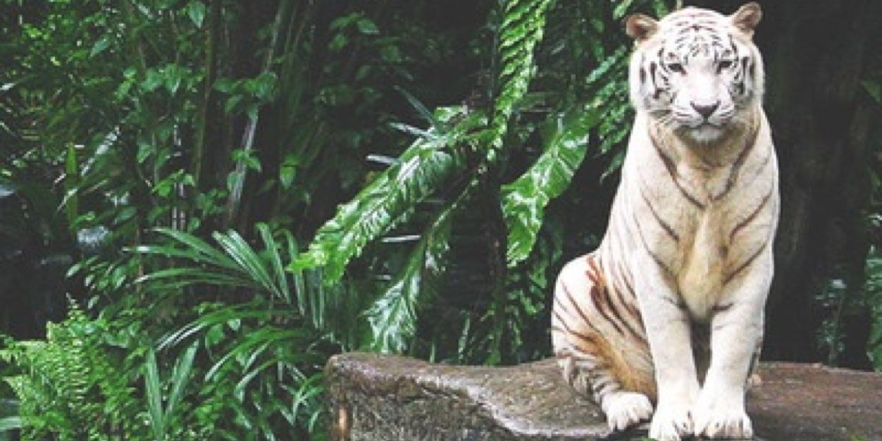 imandaravelli's profile banner image