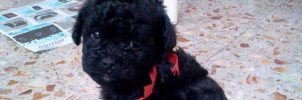 NancyAl14539986 Profile Banner