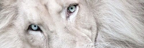 electronicmarc's profile banner image