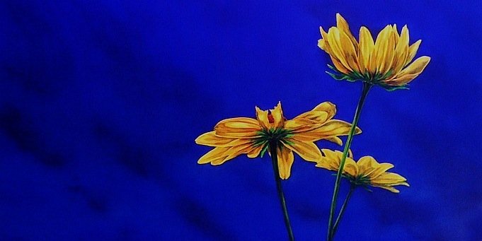 mlwilliams614's profile banner image