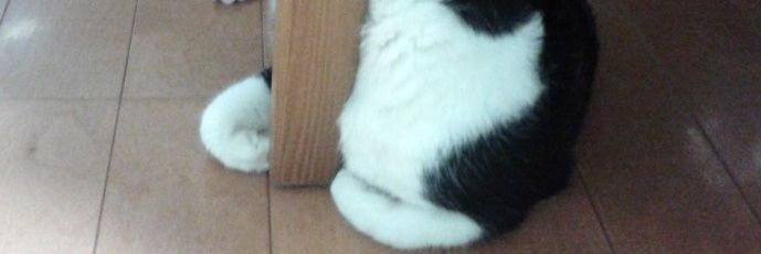 kumaka4's profile banner image
