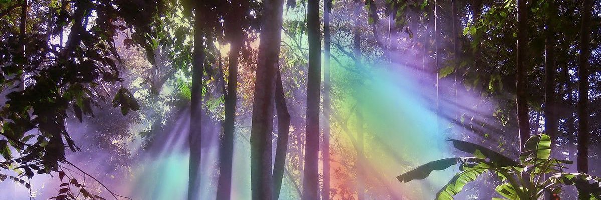 Catree🪽 banner