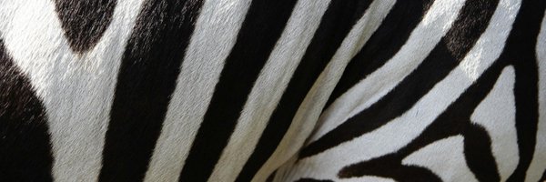 unodeldiezE Profile Banner