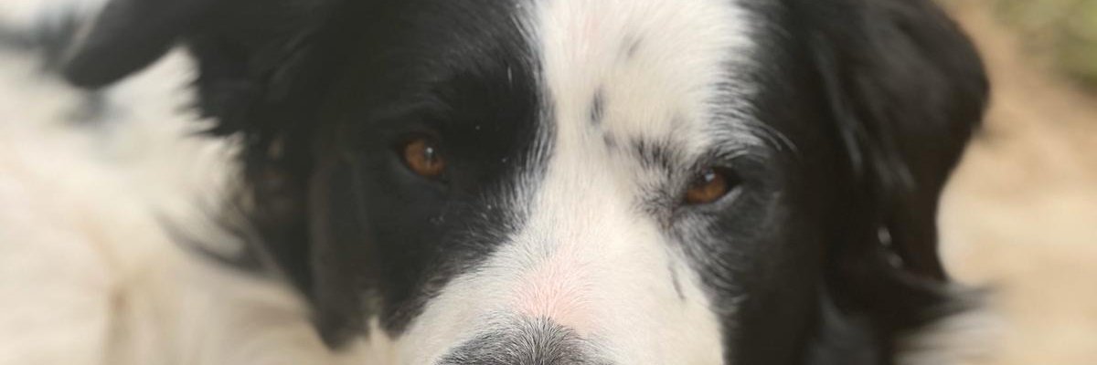 stuartgower1's profile banner image