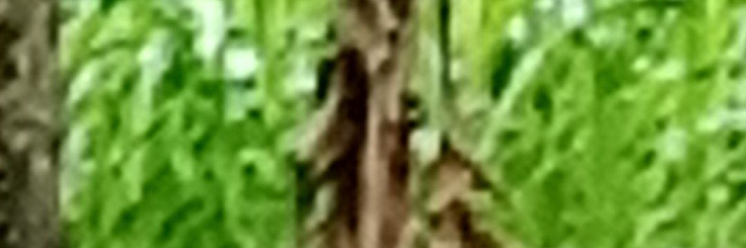 Mahbub76657377's profile banner image