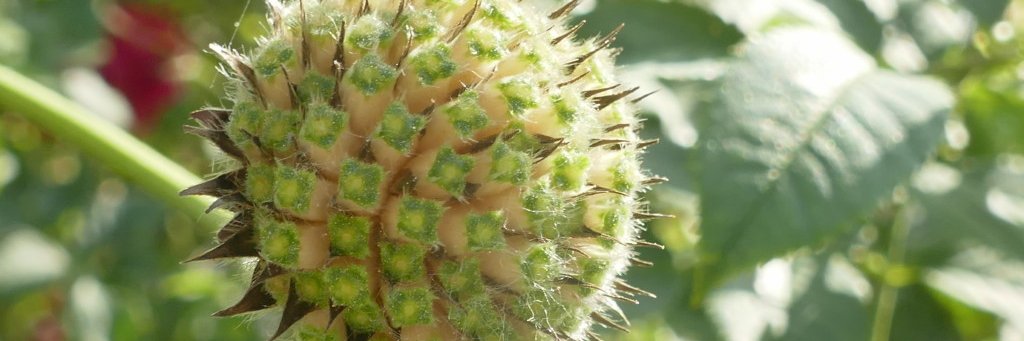 paul - kijk: De doos van Pandora staat open! banner