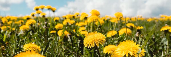 skullydavis Profile Banner