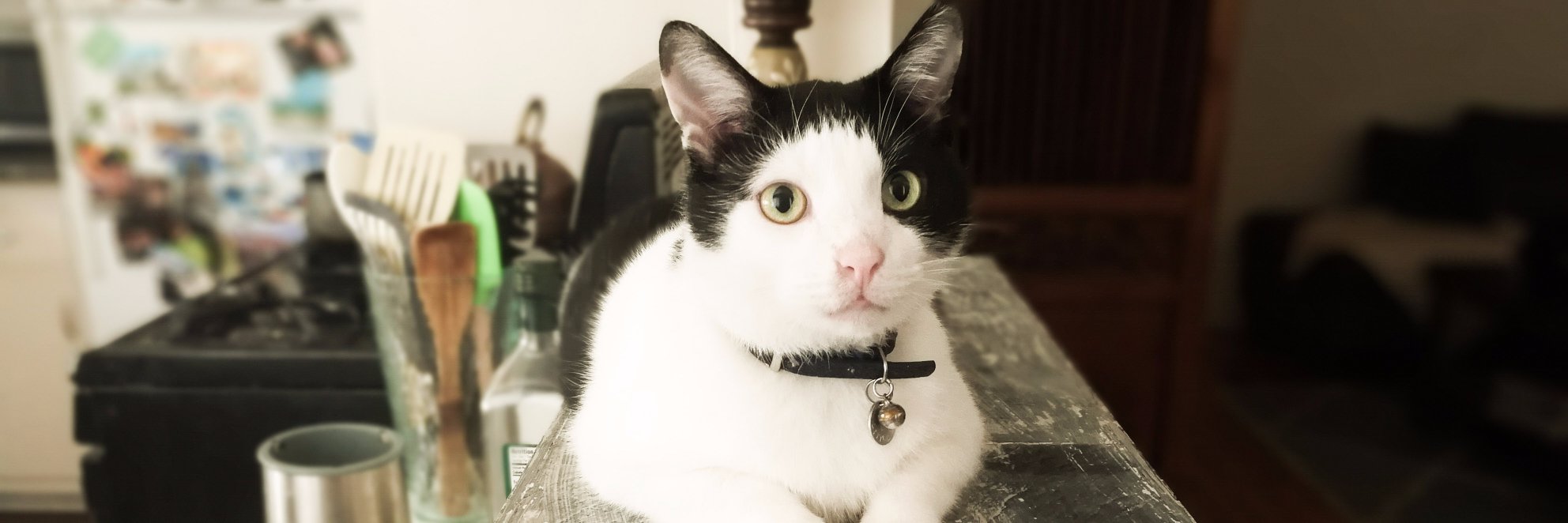 Theresa Christine is querying banner