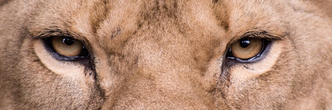 𝒟 🐆 banner