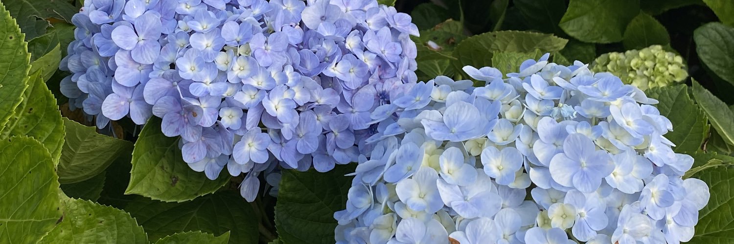 happy banner
