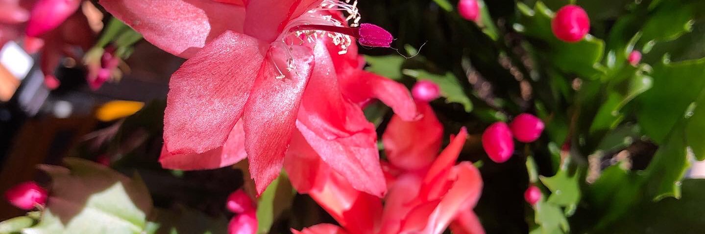 organielle's profile banner image
