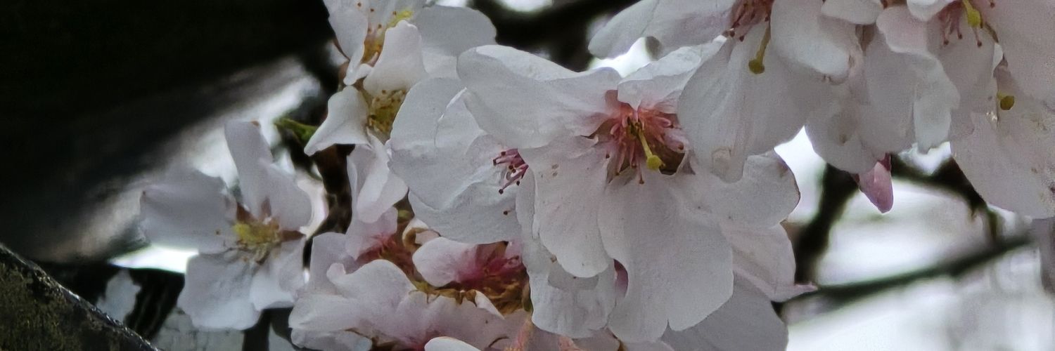 kenjee113's profile banner image