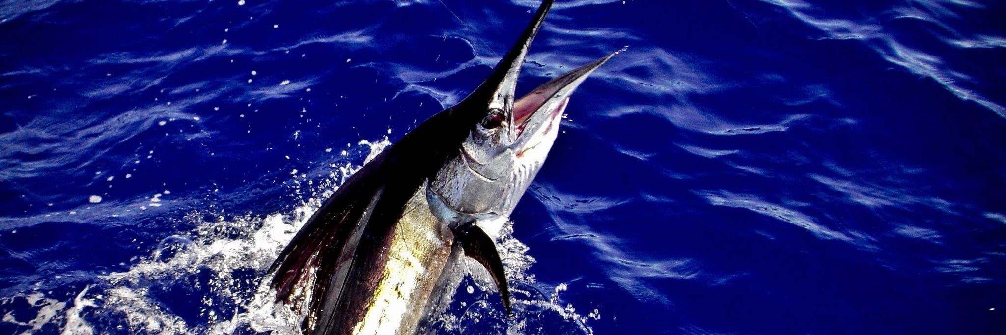 OSeaDFishing's profile banner image