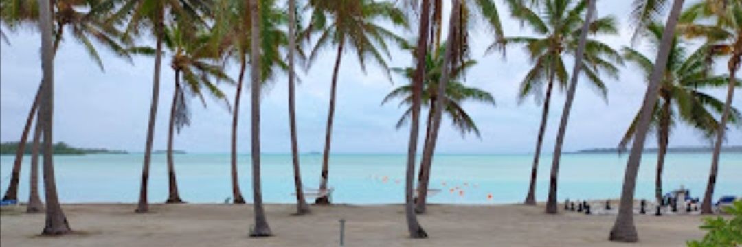 Islandbear8's profile banner image