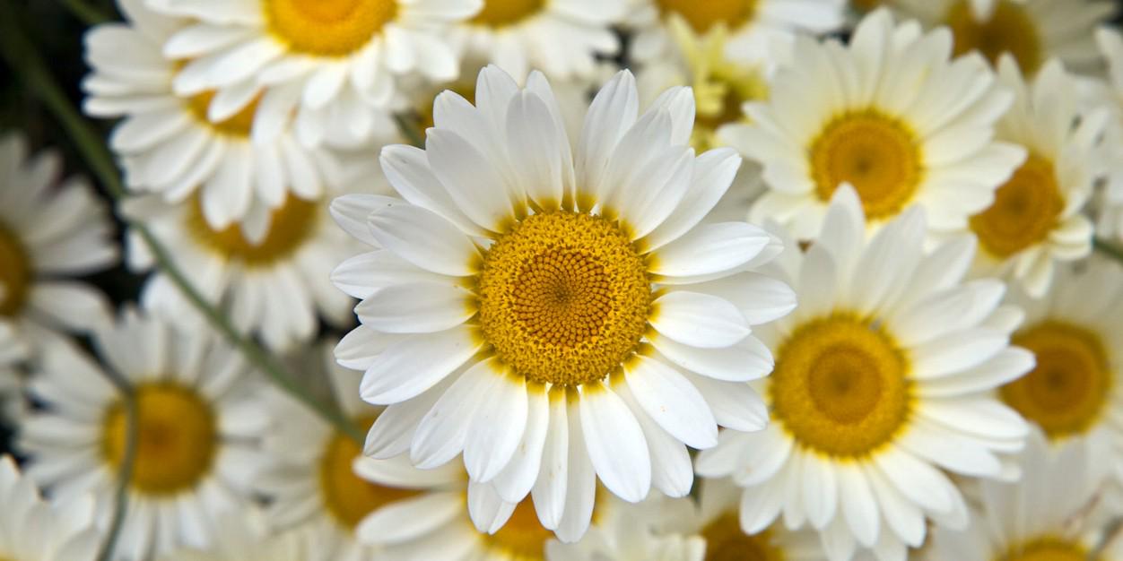 Birgit banner
