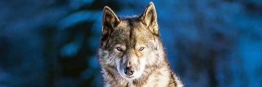 ONRKCKRT's profile banner image