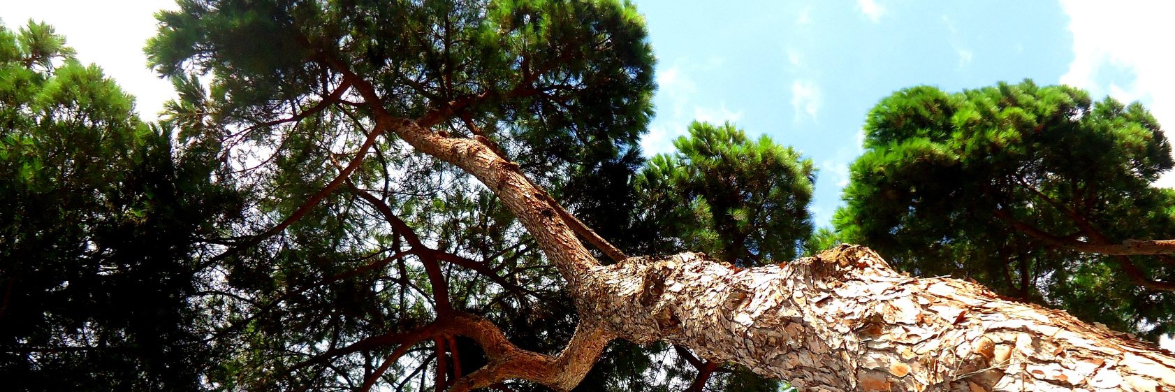 Ricarda Ziegler banner